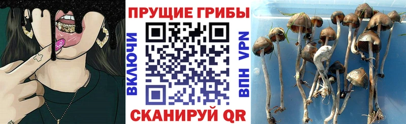 Галлюциногенные грибы Magic Shrooms  ссылка на мегу сайт  Каргополь 
